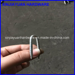 High Quality Fence Staple U Staple for Sale